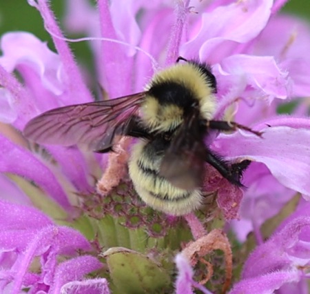 Golden Northern Bumble Bee