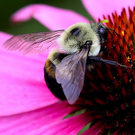 Brown-belted Bumble Bee