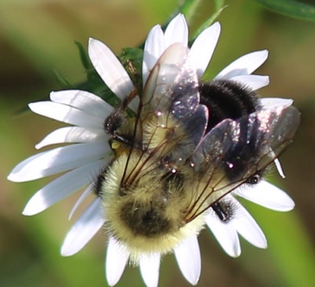 Common Eastern Bumble Bee