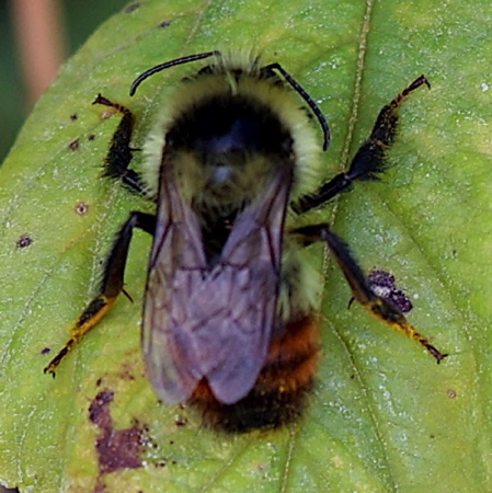 Red-belted Bumble Bee