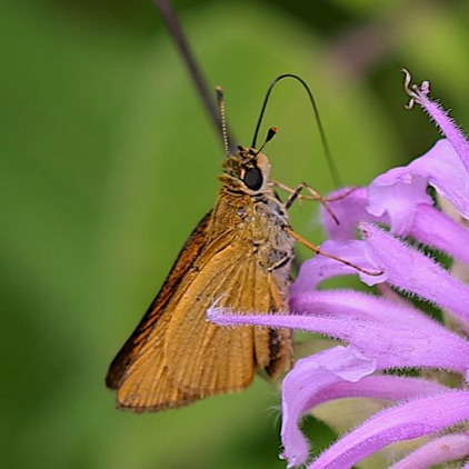 Least Skipper (prairie sap.)