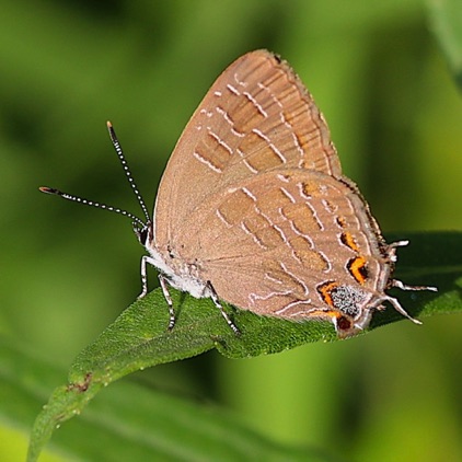 Striped Hairstreak