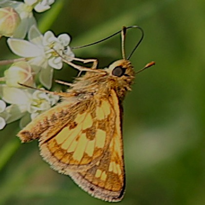 Peck's Skipper