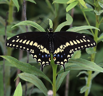 Black Swallowtail