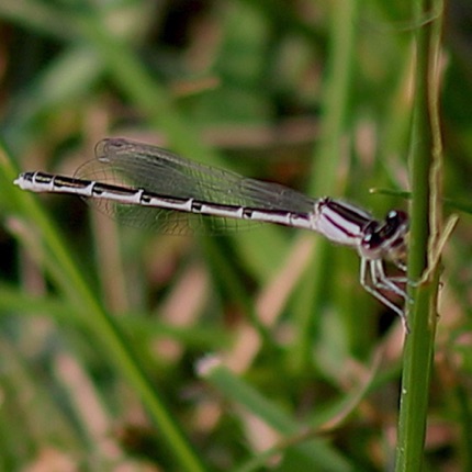 Familiar Bluet  (Female)