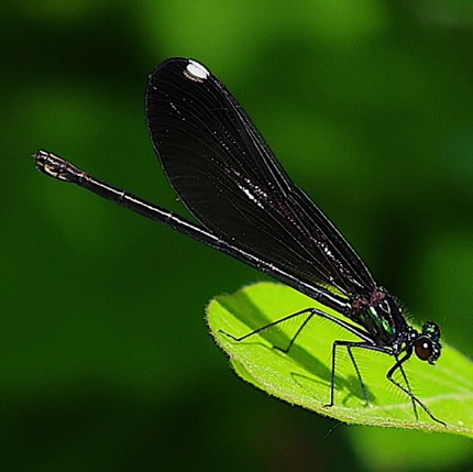 Ebony Jewelwing  (Female)