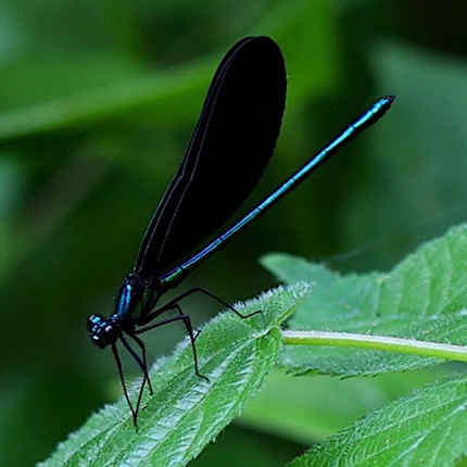 Ebony Jewelwing  (Male)