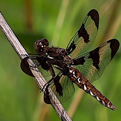 Common Whitetail (Female)