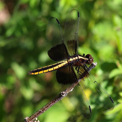 Widow (Female)