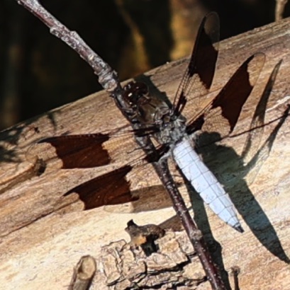 Common Whitetail  (Male)