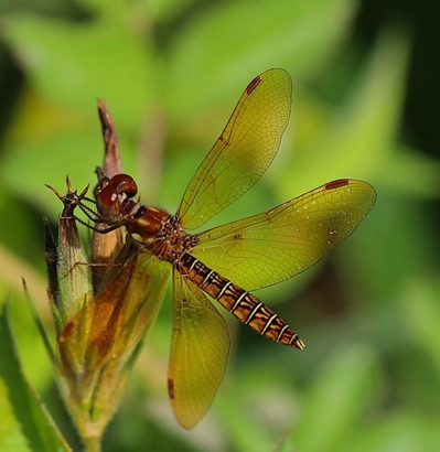 Amberwing  (Male)