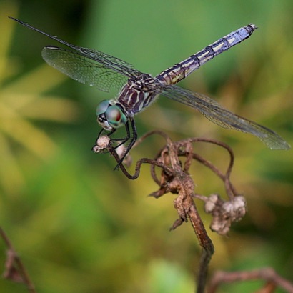 Blue Dasher