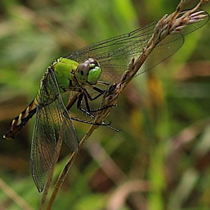 Eastern Pondhawk  (Female)