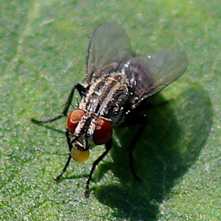 Flesh Fly