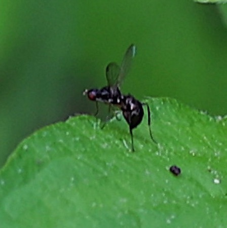 Black Scavenger Fly