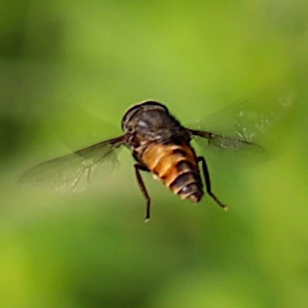 Horse Fly