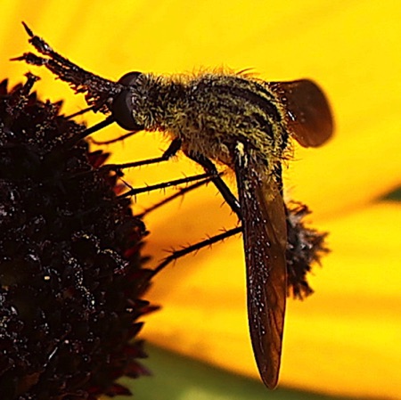 Bee Fly