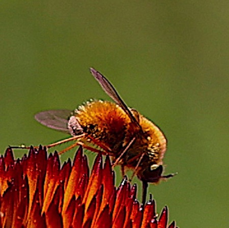 Bee Fly