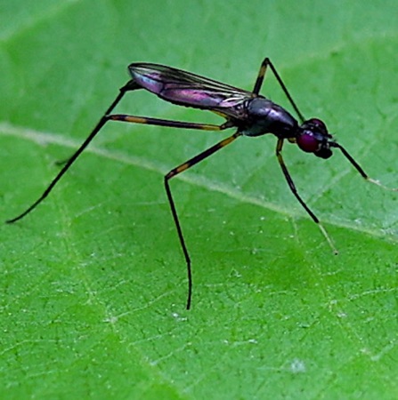 Stilt-legged Fly