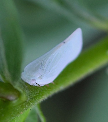 Flatted Planthopper