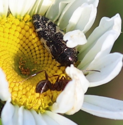 Unknown Leafhopper