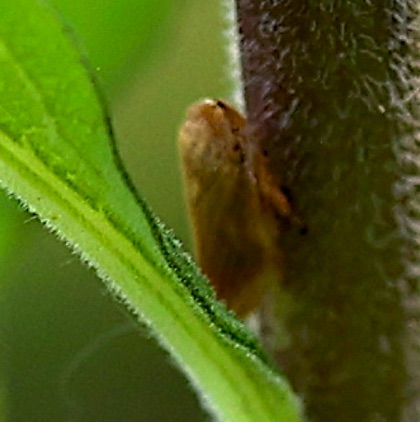 Unknown Leafhopper