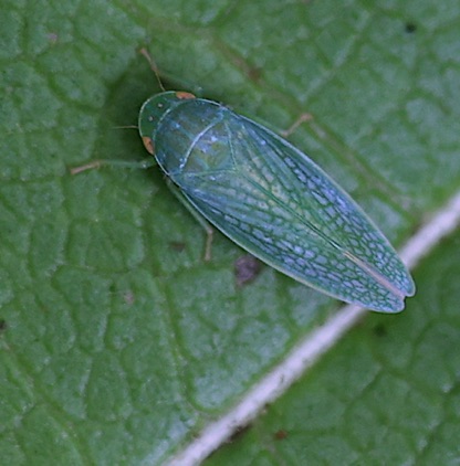 Unknown Leafhopper