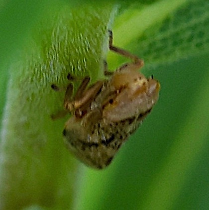 Unknown Leafhopper