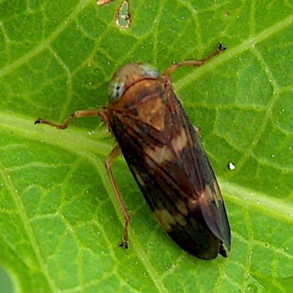 Unknown Leafhopper