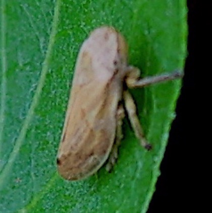 Unknown Leafhopper