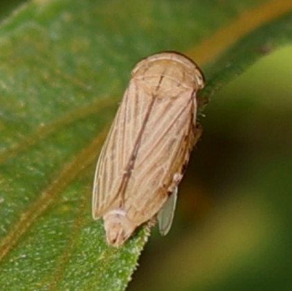 Silver Leafhopper