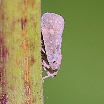 Unknown Leafhopper