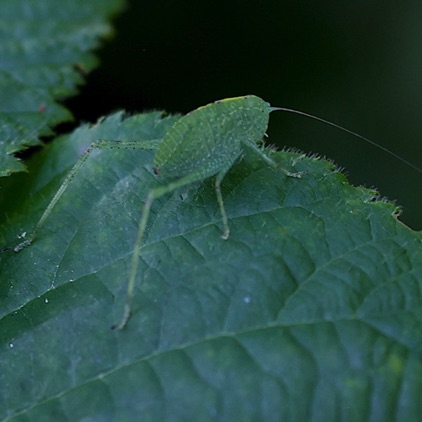 Katydid Nymph