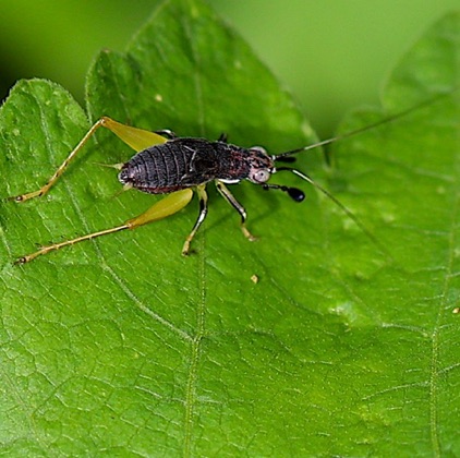 Handsome Trig Cricket