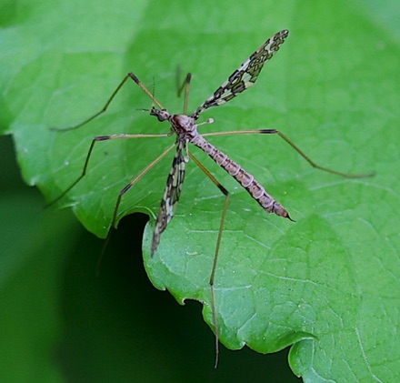 Band-winged Cranefly