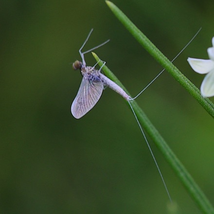 Combouithed Minnow Mayfly?