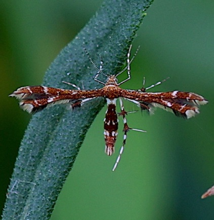 Plume Moth
Feeds on native grape plants.