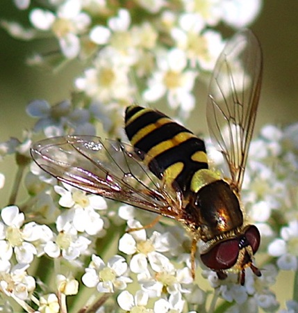 Eastern Flower (Uncommon)