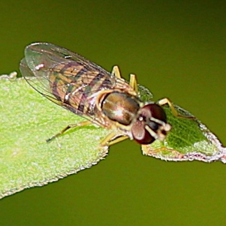 Margined Calligrapher Flower Fly