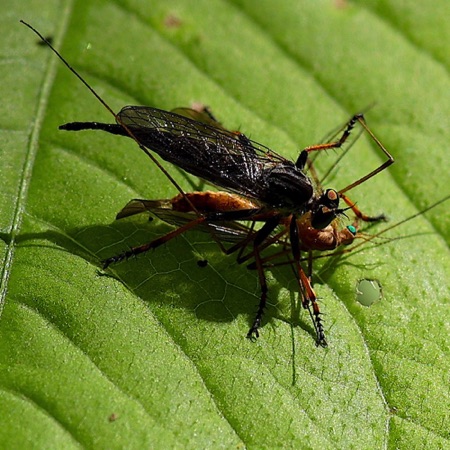 Hanging Thieves Robber Fly