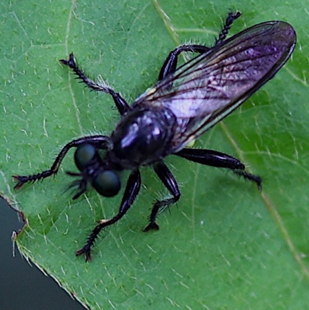 Robber Flies