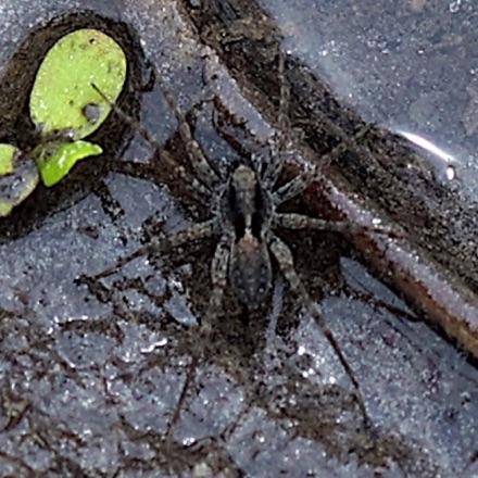 Carolina Wolf Spider