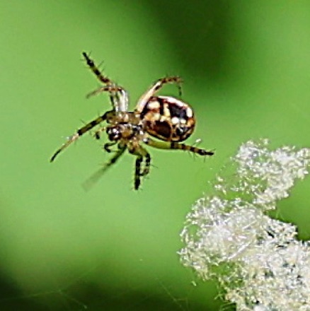 Orb Weaver