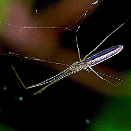 Long-jawed Orbweaver Spider