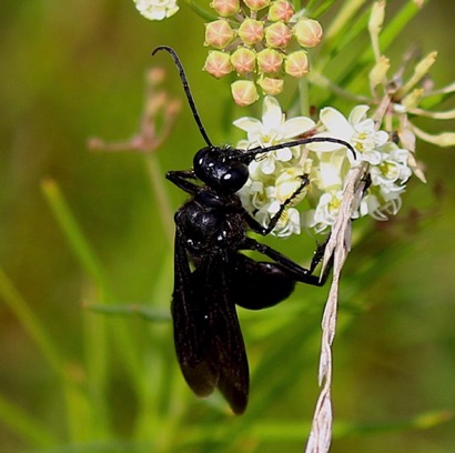 Great Black Wasp