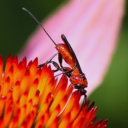 Braconid Wasp