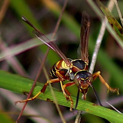 Northern Paper Wasp