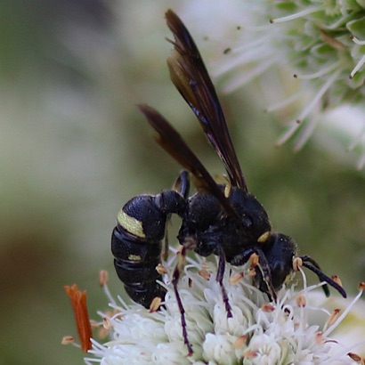 Four-toothed Mason Wasp