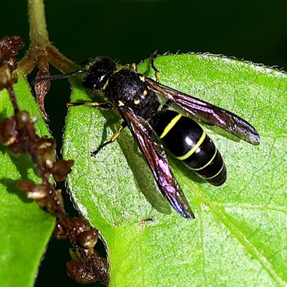 Mason Wasp