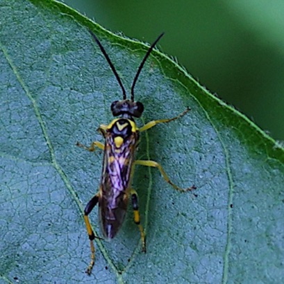 Ichneumonid Wasp